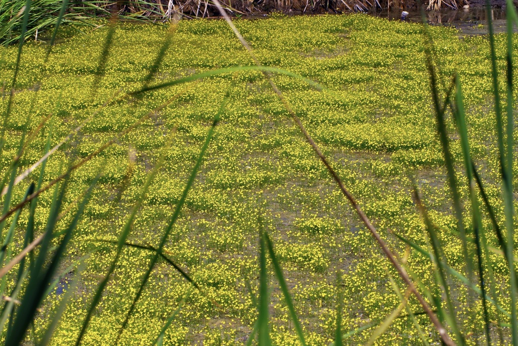 Utricularia gibba L. 2