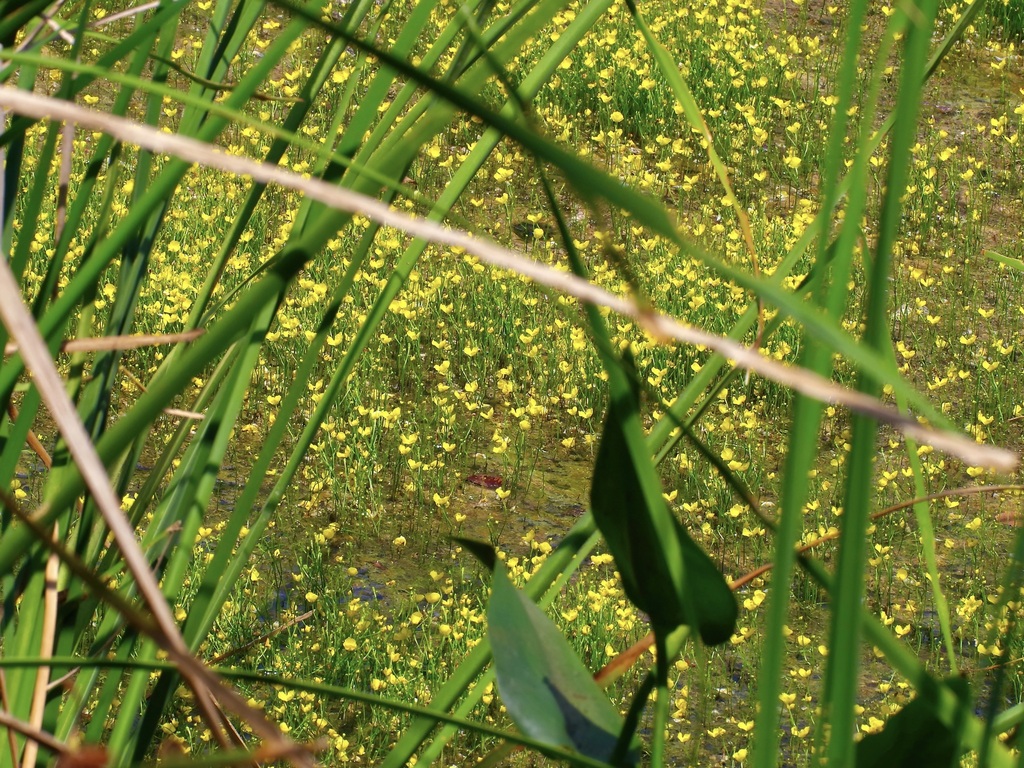 Utricularia gibba L. 3