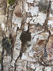 Dendriscocaulon intricatulum