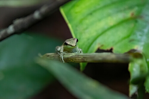 Slender Tree Frog, Scarthyla goinorum