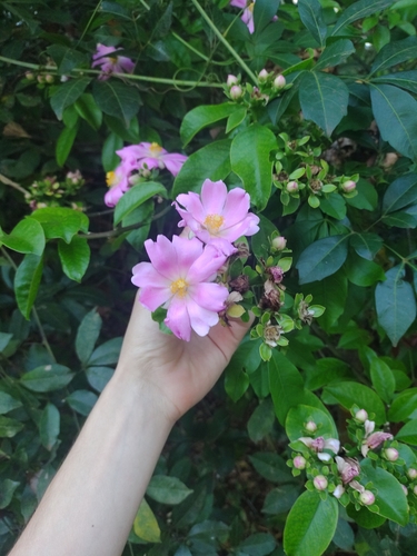 Pereskia grandifolia