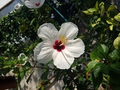 Hibiscus