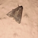 Noctuoidea