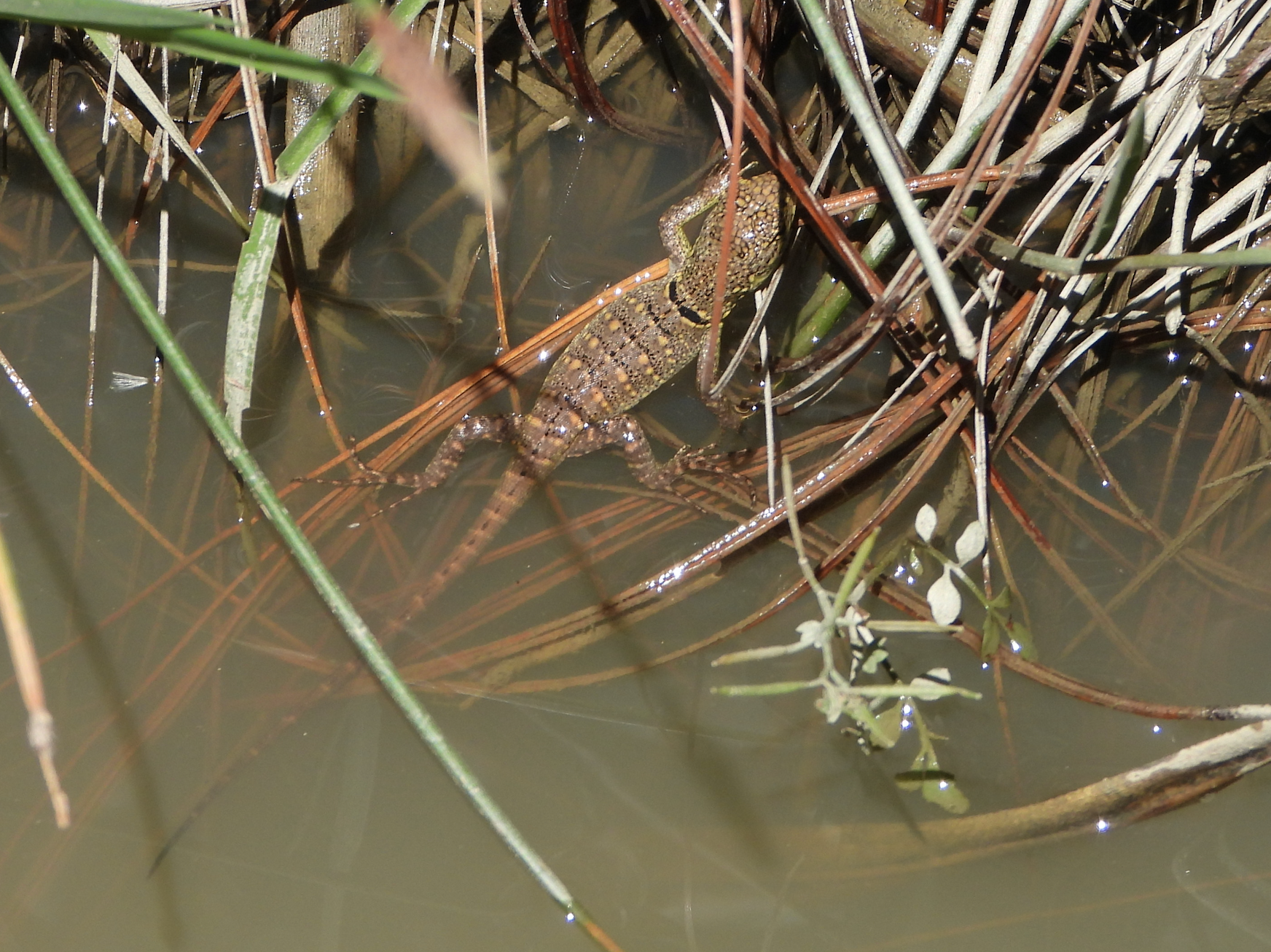 Stenocercus humeralis image