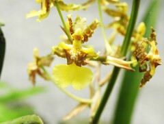 Oncidium bracteatum image