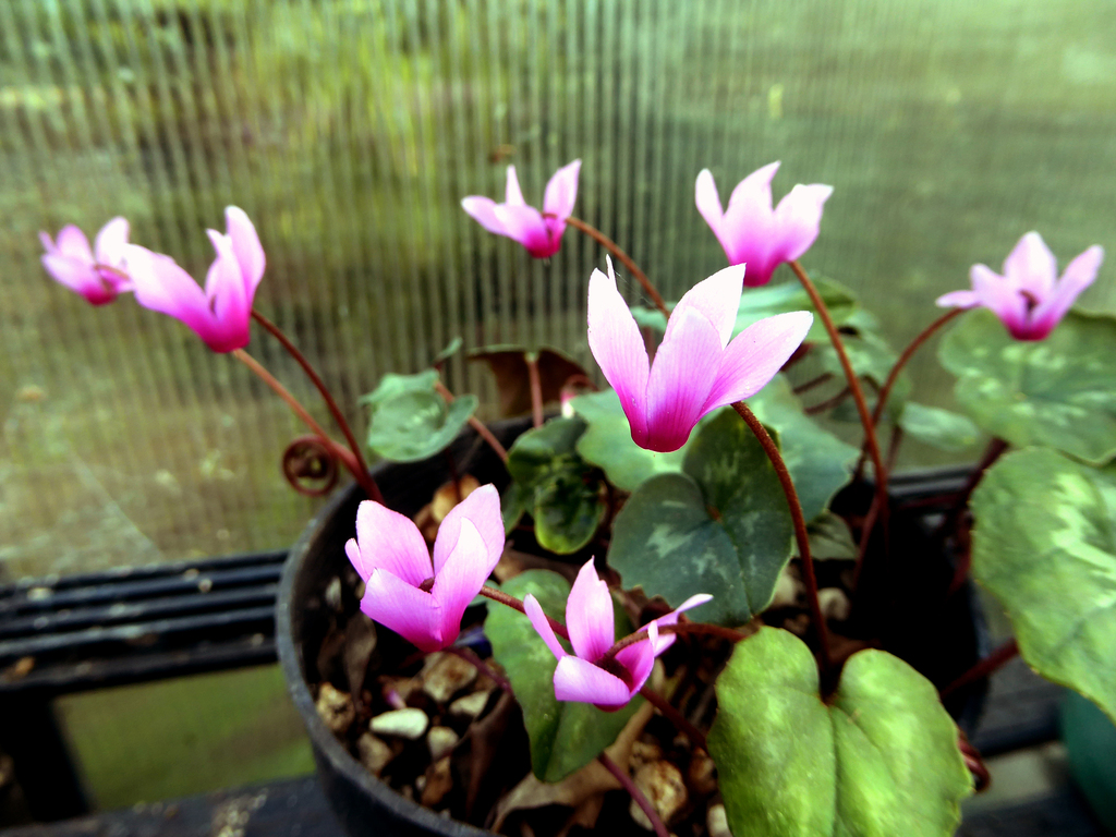 Spring Sowbread from 16 Virginia Heights, Otamatea, Whanganui, New ...