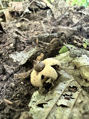 Geastrum morganii