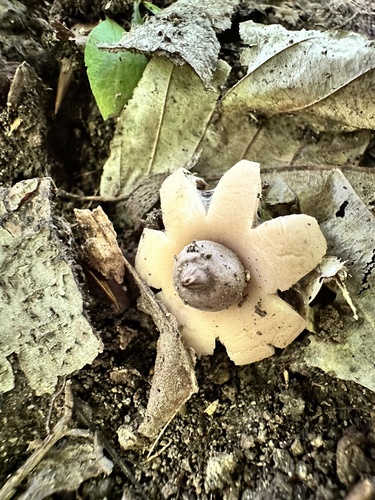 Geastrum morganii (Photo 2 of 2)