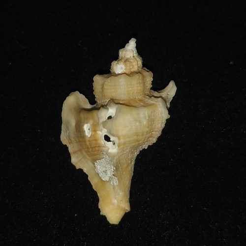 Pteropurpura adunca, 2023-09-10