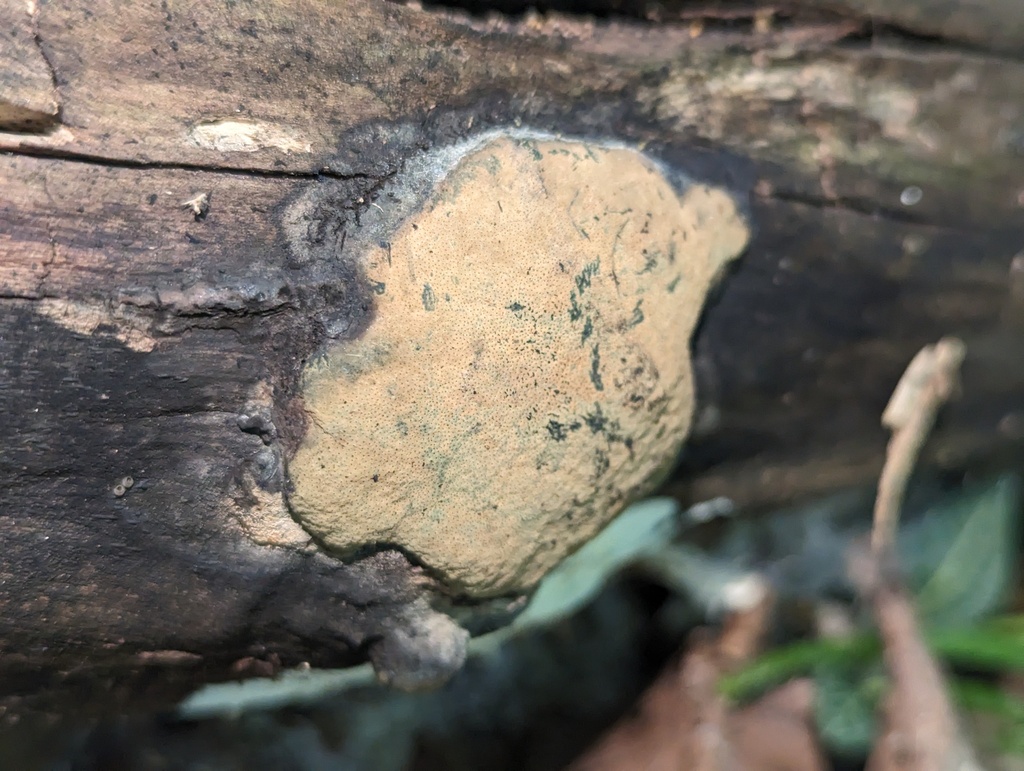 Hypoxylon papillatum