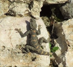 Laudakia vulgaris