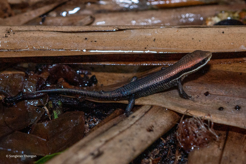 Bronze Grass Skink