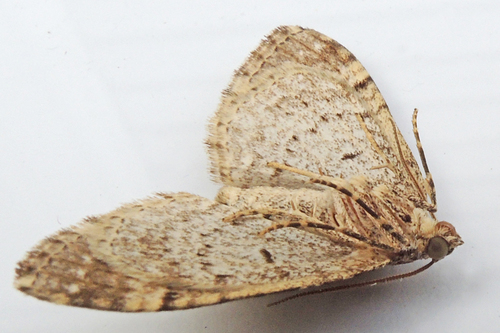 Toothed Brown Carpet photo 3