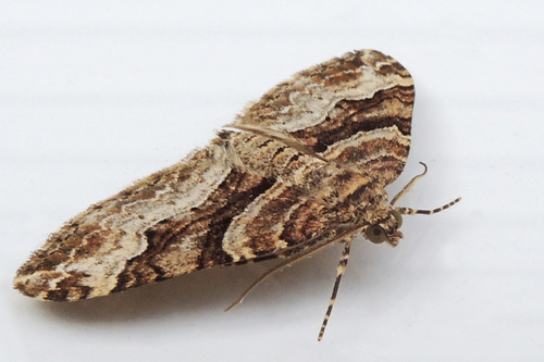 Toothed Brown Carpet photo 4
