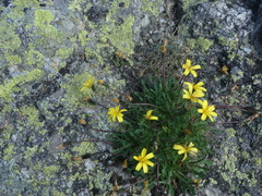 Hypochaeris robertia