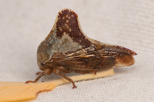 Telamona calva