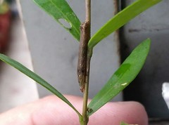 Spodoptera