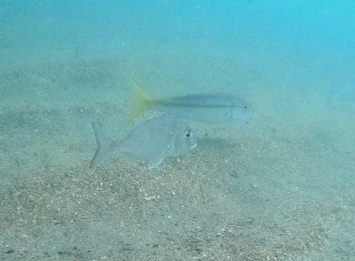 Pacific porgy (Calamus brachysomus) — Sparidae — 5