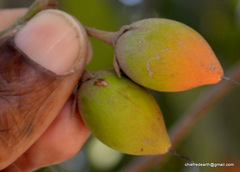 Magnoliopsida