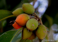 Magnoliopsida