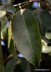 Magnoliopsida
