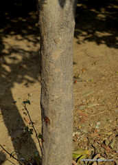 Magnoliopsida