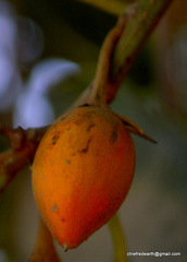 Magnoliopsida