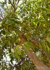 Magnoliopsida