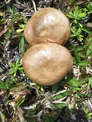 Fungi