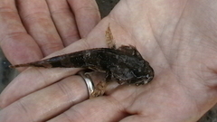 Myoxocephalus aenaeus