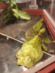 Pulchriphyllium giganteum