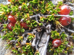 Coprosma niphophila