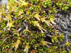 Coprosma niphophila