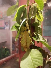 Pulchriphyllium giganteum