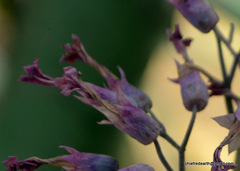 Crassulaceae