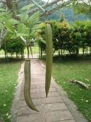 Parmentiera cereifera