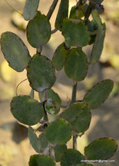 Crassulaceae