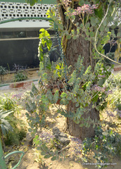 Crassulaceae