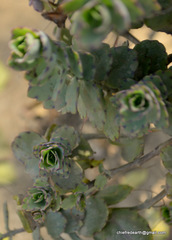 Crassulaceae