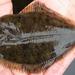 Smooth Flounder - Photo (c) Eric Knopf, some rights reserved (CC BY-NC), uploaded by Eric Knopf