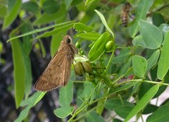 Hylephila phyleus