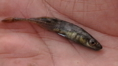 Pungitius pungitius