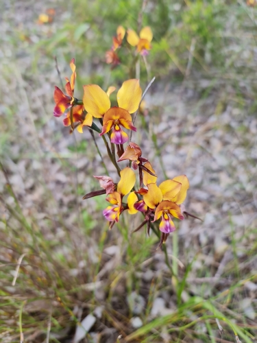 Image of Diuris magnifica by (c) Belinda Forbes, some rights reserved (CC BY)