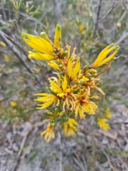 Many-flowered Lambertia (Lambertia multiflora)