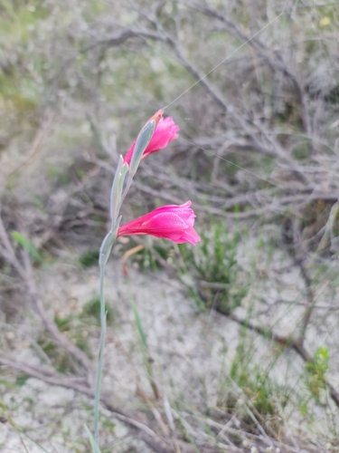 Image of Gladiolus caryophyllaceus by (c) Belinda Forbes, some rights reserved (CC BY)