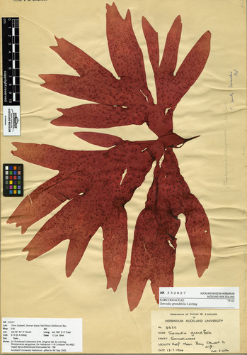 Sarcodia