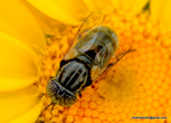 Eristalinus