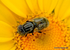 Eristalinus