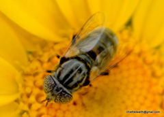 Eristalinus