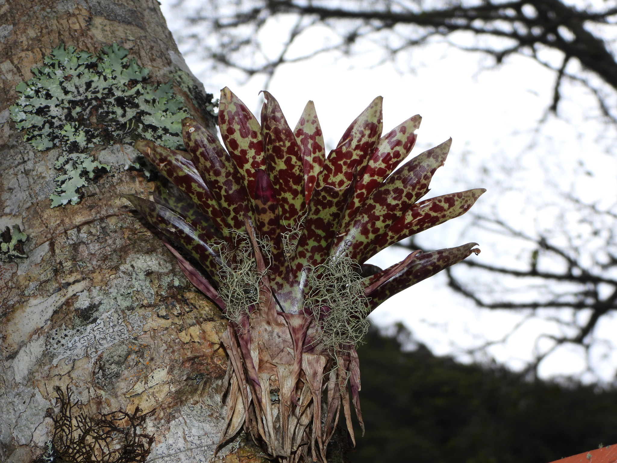 Tillandsia biflora image